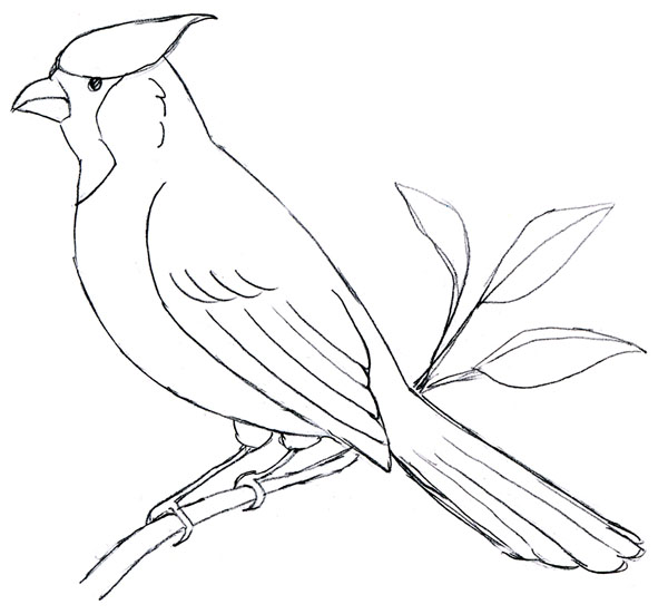 How To Draw Cardinal Bird Flying Sketch Coloring Page
